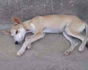 Cachorro raça Srd idade 2 a 6 meses nome Nininho e Livinho 