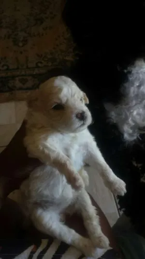 Cachorro raça Poodle idade Abaixo de 2 meses nome Não tem