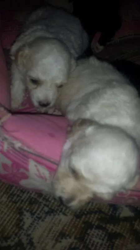 Cachorro ra a Poodle idade Abaixo de 2 meses nome Não tem