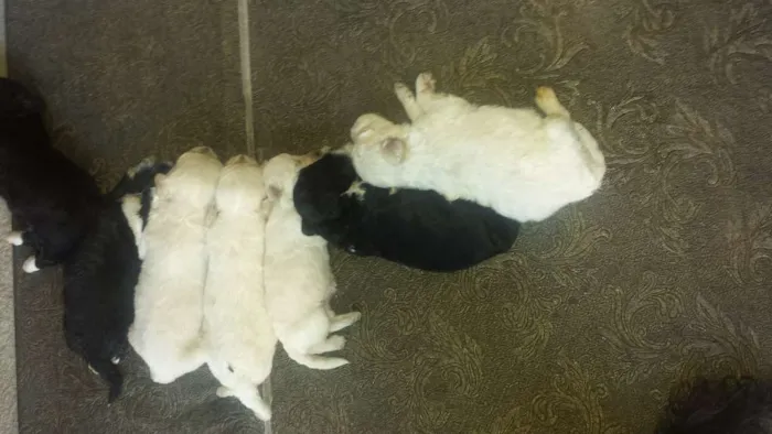 Cachorro ra a Poodle idade Abaixo de 2 meses nome Não tem