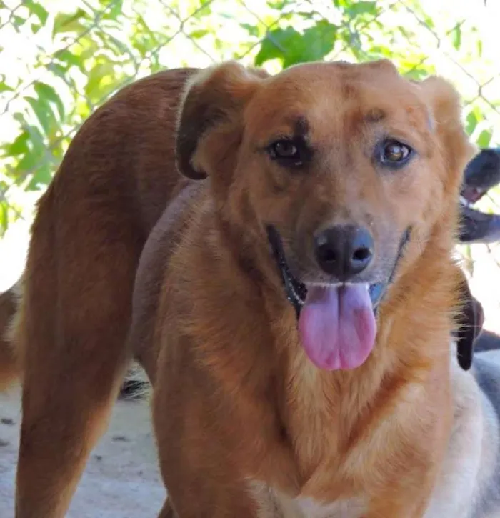 Cachorro ra a SRD idade 3 anos nome AMARELO