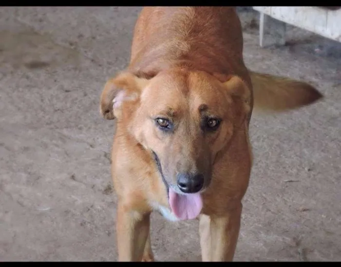 Cachorro ra a SRD idade 3 anos nome AMARELO