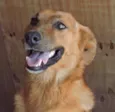 AMARELO