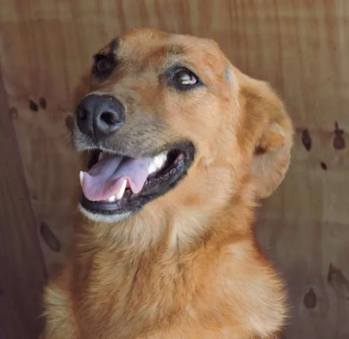 Cachorro ra a SRD idade 3 anos nome AMARELO