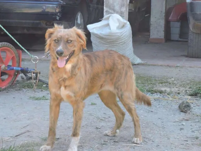 Cachorro ra a SRD idade 7 a 11 meses nome MONIQUE