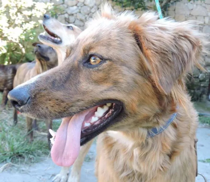 Cachorro ra a SRD idade 7 a 11 meses nome MONIQUE