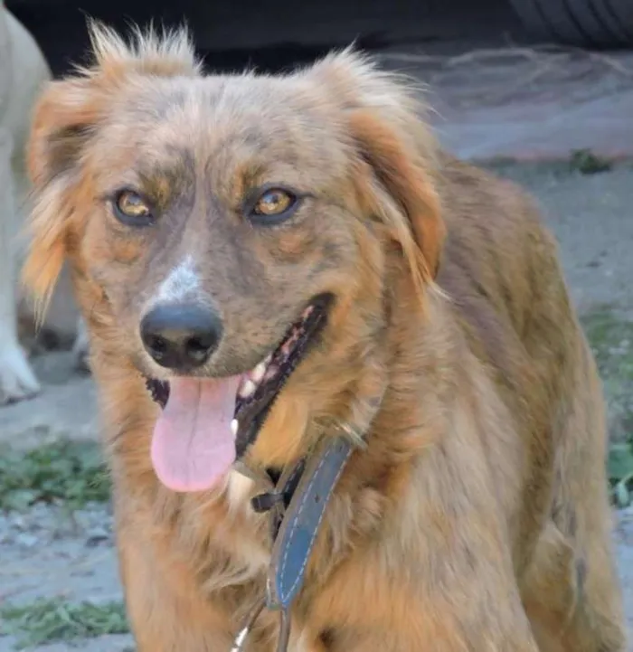 Cachorro ra a SRD idade 7 a 11 meses nome MONIQUE