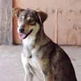 CORA