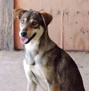 Cachorro raça srd idade 7 a 11 meses nome CORA