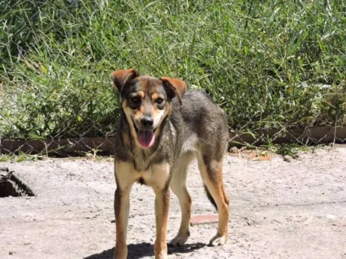 Cachorro ra a srd idade 7 a 11 meses nome CORA