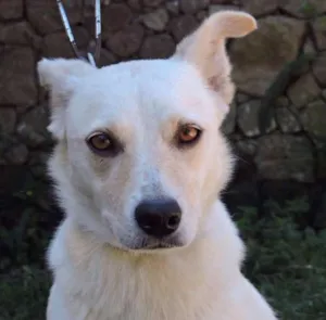 Cachorro raça srd idade 7 a 11 meses nome CLARA