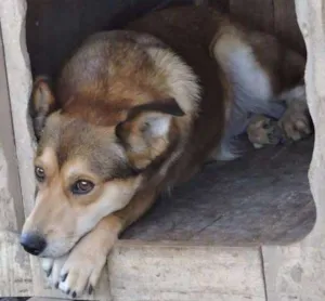 Cachorro raça SRD idade 1 ano nome Lôba