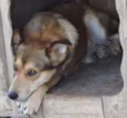 Lôba