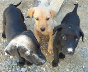 Cachorro raça Labrador mestiço  idade 2 a 6 meses nome Não tem 