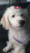 Priscilla