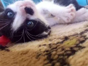 Gato raça  idade Abaixo de 2 meses nome Gatinho
