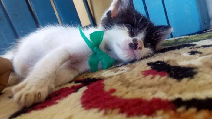 Gato ra a Misturada idade Abaixo de 2 meses nome Gatinho