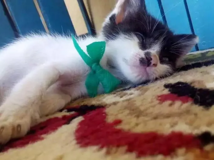 Gato ra a Misturada idade Abaixo de 2 meses nome Gatinho