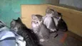 bella/Coala/Clara