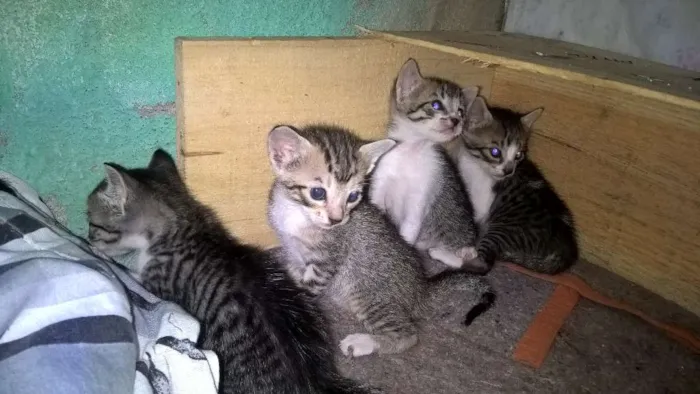 Gato ra a pcb idade 2 a 6 meses nome bella/Coala/Clara