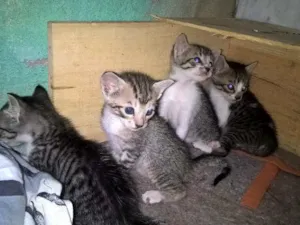 Gato raça pcb idade 2 a 6 meses nome bella/Coala/Clara