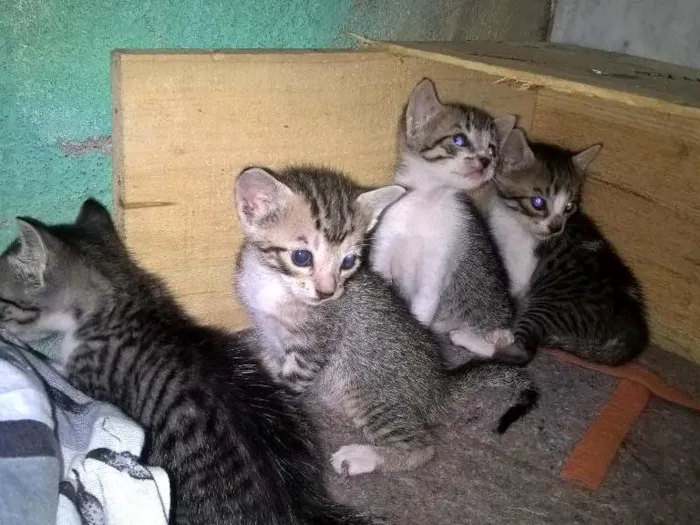 Gato ra a pcb idade 2 a 6 meses nome bella/Coala/Clara