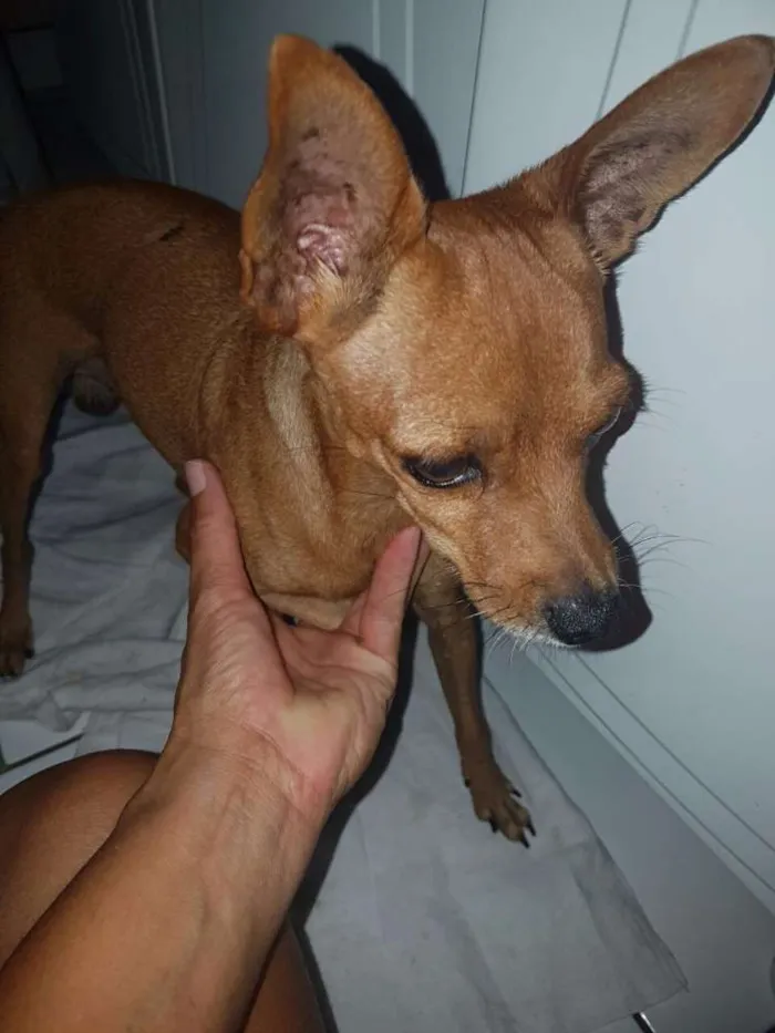 Cachorro raça Pinche  idade 3 anos nome Sem nome