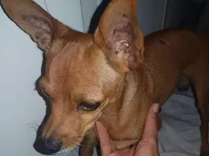 Cachorro raça Pinche  idade 3 anos nome Sem nome
