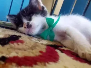 Gato raça Misturada idade Abaixo de 2 meses nome Gatinho