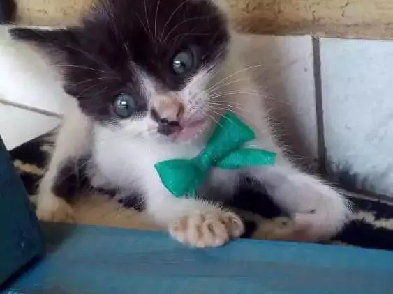 Gato ra a Misturada idade Abaixo de 2 meses nome Gatinho