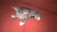 bella/Coala/Clara