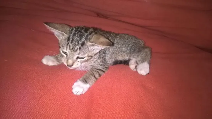 Gato ra a pcb idade 2 a 6 meses nome bella/Coala/Clara
