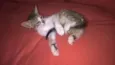 bella/Coala/Clara