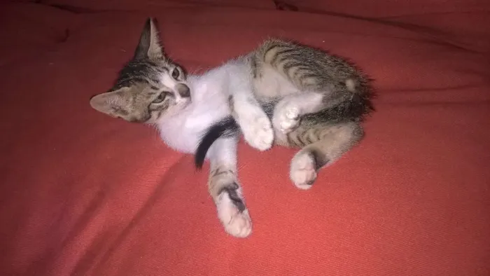 Gato ra a pcb idade 2 a 6 meses nome bella/Coala/Clara