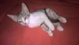 bella/Coala/Clara