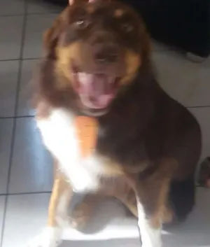 Cachorro raça Border Colie idade 1 ano nome Thor