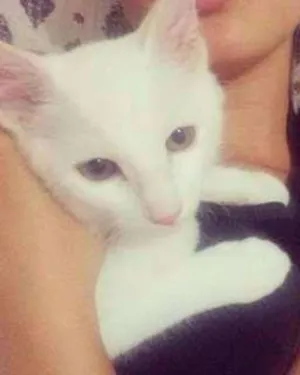 Gato raça srd idade 2 a 6 meses nome Cristal