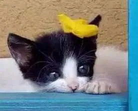 Gato raça Misturada idade Abaixo de 2 meses nome Não tem 