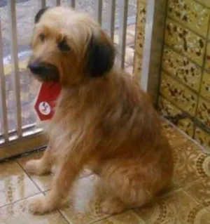 Cachorro raça SRD idade 5 anos nome Marvin