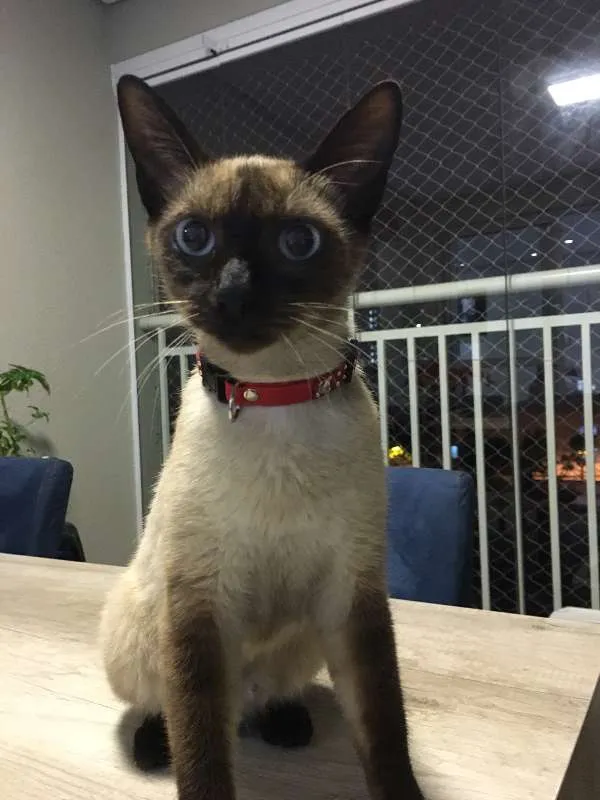 Gato ra a Sialata idade 7 a 11 meses nome Jeanny