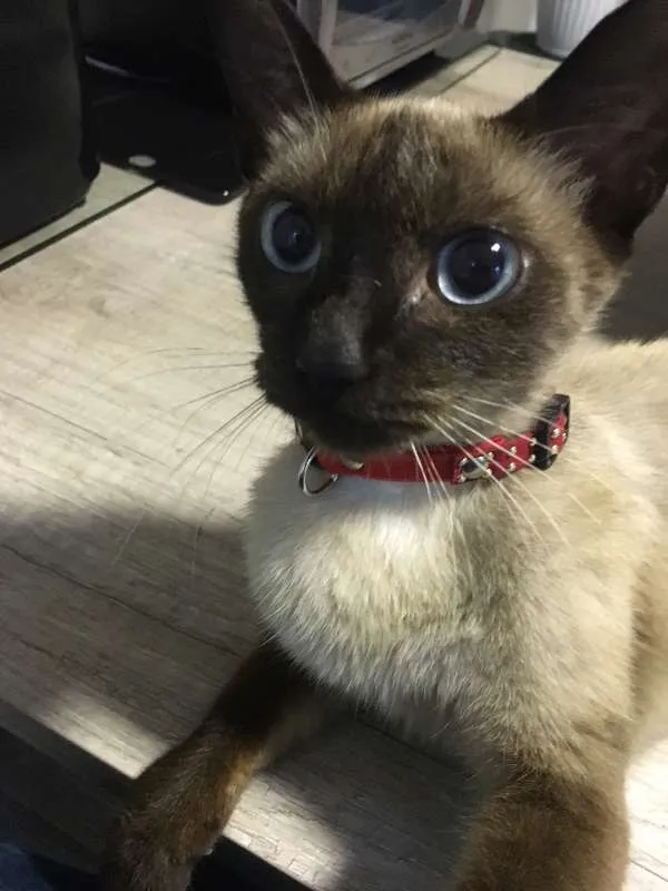 Gato ra a Sialata idade 7 a 11 meses nome Jeanny