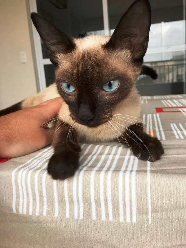 Gato ra a Sialata idade 7 a 11 meses nome Jeanny