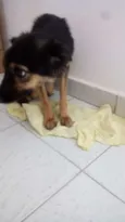 Menina