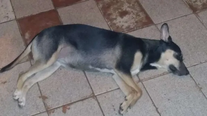 Cachorro ra a SRD idade 7 a 11 meses nome Gota