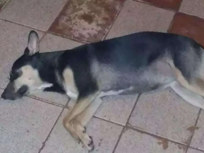 Cachorro ra a SRD idade 7 a 11 meses nome Gota