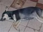 Cachorro raça SRD idade 7 a 11 meses nome Gota