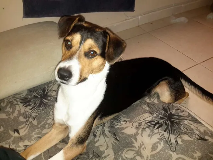 Cachorro ra a Rnd idade 1 ano nome Zeus