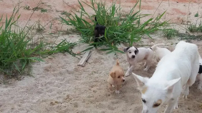 Cachorro ra a SDR idade 2 a 6 meses nome Ninhada do Valtellin