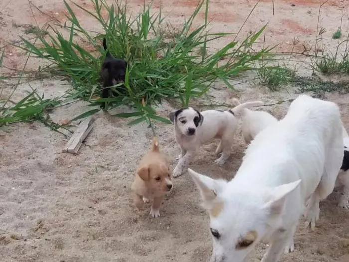 Cachorro ra a SDR idade 2 a 6 meses nome Ninhada do Valtellin