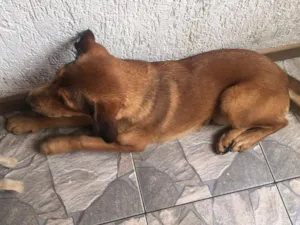Cachorro raça Mistura de labrador com vira  idade 1 ano nome Raul